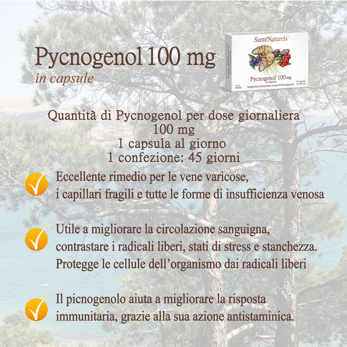 Pycnogenol® 100 mg per occhi, pressione, articolazioni, circolazione, gambe pesanti, menopausa